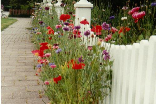 Borkum Ferienwohnungen Weiß - Gartenfluechter