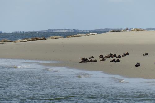 Borkum Ferienwohnung Haus Norderoog - Seehundsbank