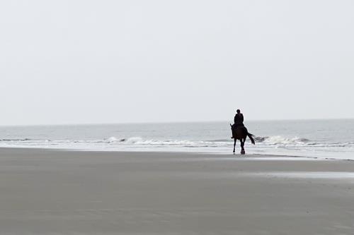 Borkum Ferienwohnung Haus Windröschen - App. 1 - Impress Borkum Reiter Strand