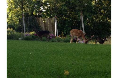 Borkum Ferienwohnung Scheukelanders - Wohnung 2