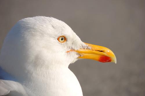 Borkum Ferienwohnung Seehundsbank