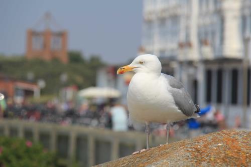 Borkum Pequod Ferienapartements - Ferienwohnung 1 - Ausstattung 18