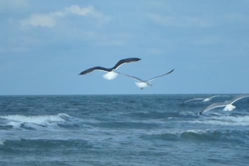 Borkum Ferienwohnung Ahoi - Typisch Borkum