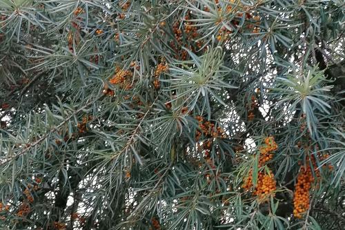 Borkum Ferienwohnung Oskar - Gefühlt wie unter Palmen (Sanddorn)