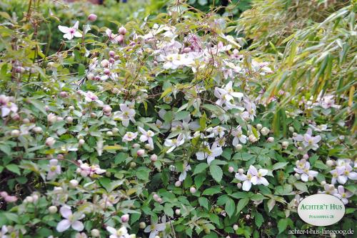 Langeoog Ferienhaus Achter&#39;t Hus - 1 - Natur im Garten
