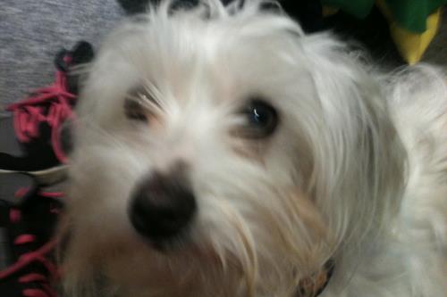 Langeoog Ferienwohnung Appartementhaus Zur freien Aussicht - Direkt-Auskunft: 0171 - 950 46 31