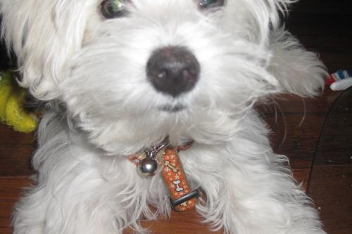 Langeoog Ferienwohnung Appartementhaus Zur freien Aussicht - Direkt-Auskunft: 0171 - 950 46 31