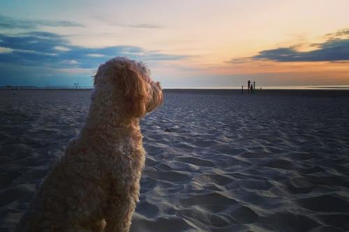 Langeoog Ferienwohnung FeWo Kurth - Seele baumeln lassen (unser Larry)