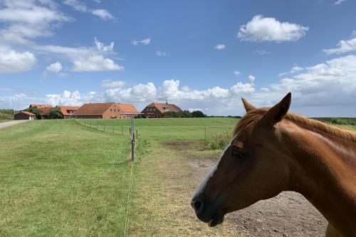 Langeoog Ferienwohnung FeWo Kurth - Ziel einer langen Reise...die Meierei