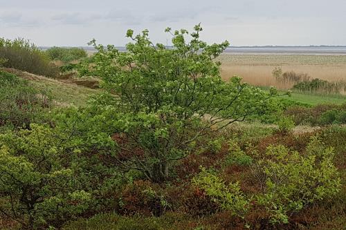 Langeoog Ferienwohnung Ferienhaus Katja und Ralf Heimes - Langeoog Vogelkolonie