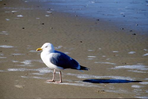Langeoog Ferienhaus Zur freien Aussicht - Sehr Strandnah + Sehr Zentrumsnah