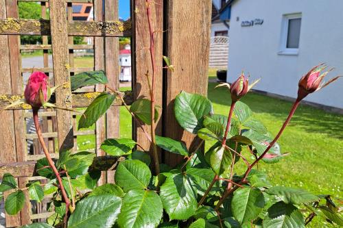 Langeoog Ferienwohnung Achter&#39;t Dörp - Rosenblüte Mai 2025