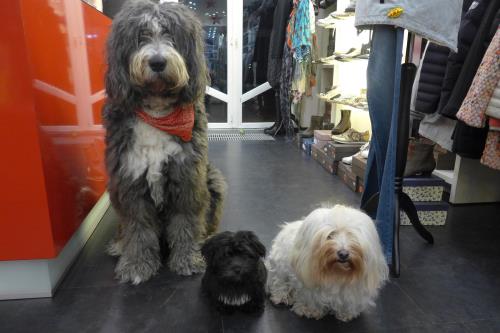 Langeoog Ferienwohnung Haus Wilken - Freundliche Hunde willkommen!