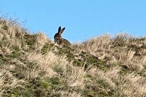Langeoog Ferienwohnung Haus Apollonia - Osterhase