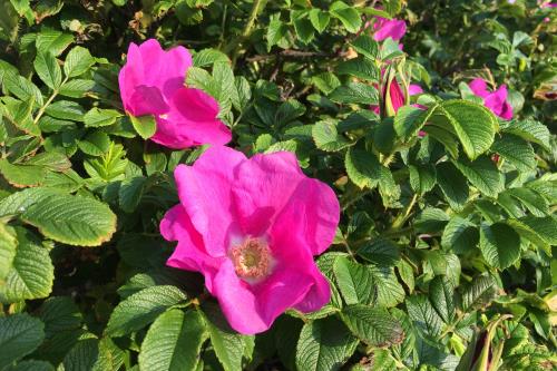 Langeoog Ferienwohnung Haus Windjammer - Heckenrosen