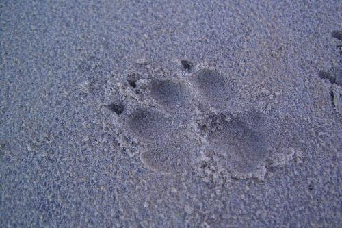 Langeoog Ferienwohnung Inselherz im Haus am Kurzentrum - Spuren im Sand