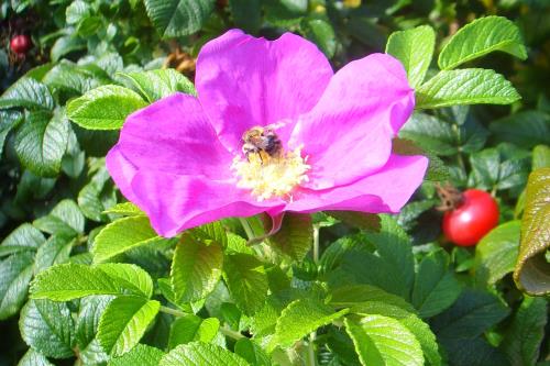 Langeoog Ferienwohnung Inge Axhausen F***