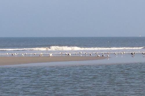 Langeoog Ferienwohnung Inge Axhausen F***