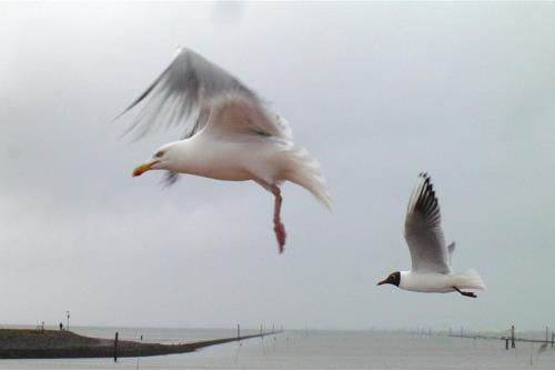 Langeoog Ferienwohnung Inge Axhausen F***