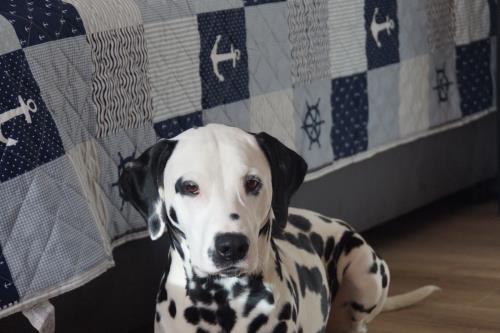 Langeoog Ferienwohnung Langeooger Küstenzauber