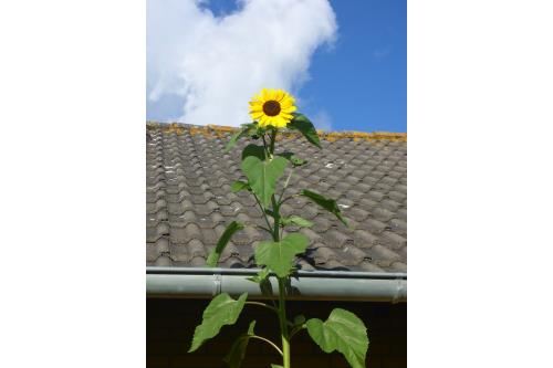 Langeoog Ferienhaus Schimmelreiter - Ich seh´ sie zuerst; die Sonne