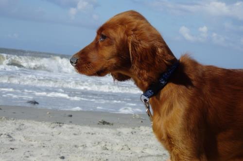 Langeoog Ferienhaus Us Langeoog - Hus an`t Flackt - Lale - Hunde sind herzlich willkommen