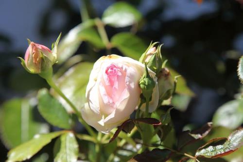 Langeoog Ferienwohnung Wiesenpieper