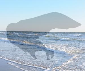 Borkum-Unterkunftssuche