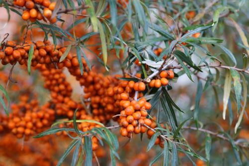 Spiekeroog Ferienwohnung Admiral - Sanddorn im Hausgarten