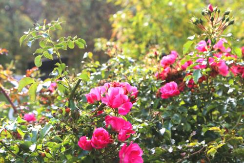 Spiekeroog Ferienwohnung Admiral - Wintergarten - Heckenrosen