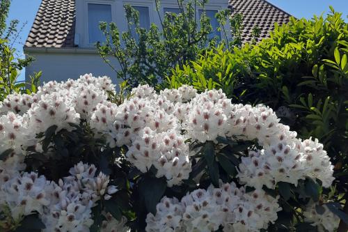 Spiekeroog Ferienwohnung Alte Liebe Nr. 5