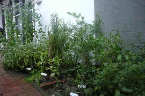 Spiekeroog Ferienhaus Haus Nordlicht - Kräutergarten