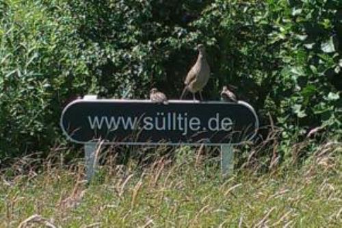 Spiekeroog Ferienwohnung Huus Sülltje