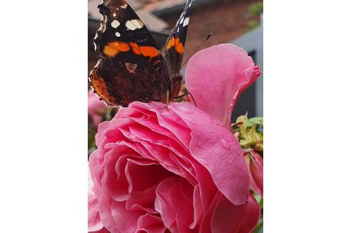 Spiekeroog Ferienwohnung Huus Wellhorn mit Atelier Mondstein - Frühlingserwachen auf Spiekeroog 