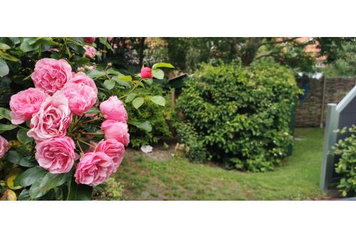 Spiekeroog Ferienwohnung Huus Wellhorn mit Atelier Mondstein - Rosentraum mit Blick in den Garten