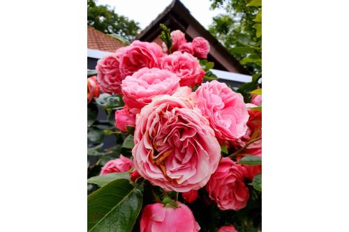 Spiekeroog Ferienwohnung Huus Wellhorn mit Atelier Mondstein - Zeit für eine Auszeit :) 