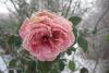 Spiekeroog Ferienwohnung Lütt Paradies - Rose mit Frost 