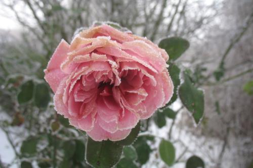 Spiekeroog Ferienwohnung Lütt Paradies - Rose mit Frost 