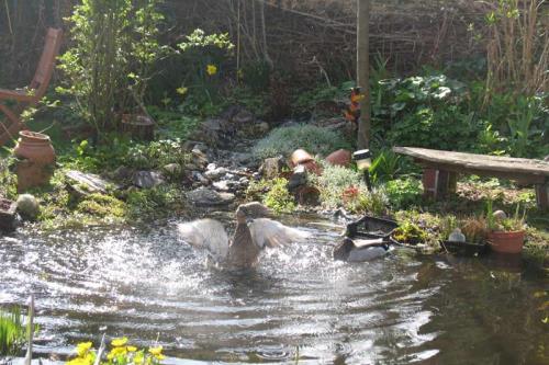 Spiekeroog Ferienwohnung Lütt Paradies - Gäste im Teich