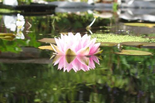 Spiekeroog Ferienwohnung Lütt Paradies - Auch im Teich sind Rosen