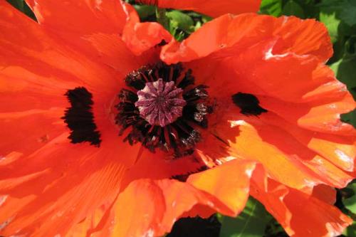 Spiekeroog Ferienwohnung Lütt Paradies - Mohn