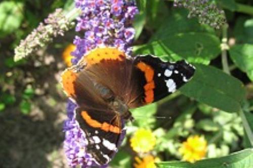 Spiekeroog Ferienwohnung Lütt Paradies - Gäste im Garten
