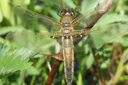 Spiekeroog Ferienwohnung Lütt Paradies - Frisch geschlüpft