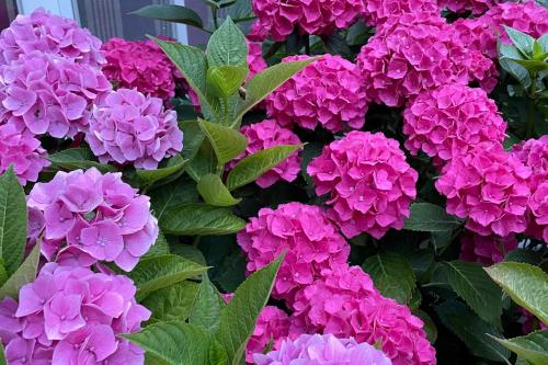 Spiekeroog Ferienwohnung Meerlust