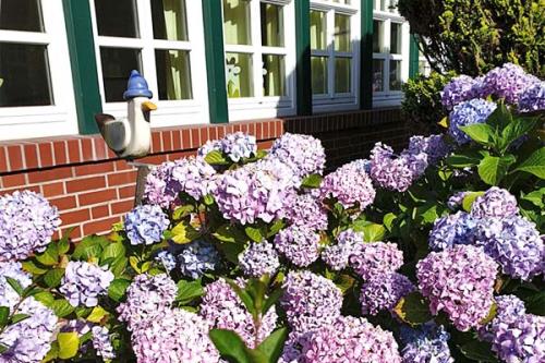 Spiekeroog Ferienwohnung Noorderpad veer