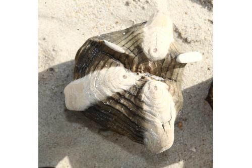 Sylt Ferienwohnung Appartement Morgenroth